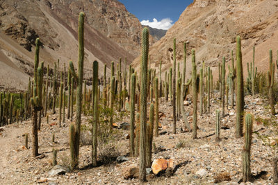 In the wild, the San Pedro cactus can grow up to six meters high.