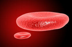 The solid components of the blood swim in the blood serum.