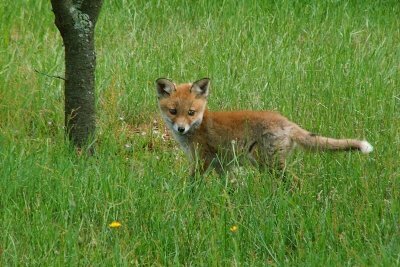 Млада лисица на поляна