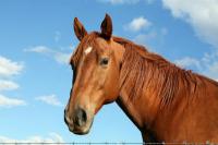 มีม้ากี่สายพันธุ์?