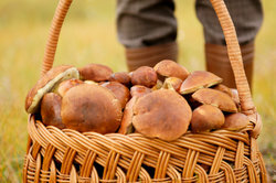 Chestnuts are edible forest mushrooms