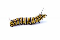 Fighting silkworm caterpillars - helpful tips