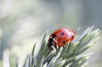 Are ladybugs poisonous?