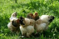 Sulmtaleri kana ostmine: nõuded vanale tõule