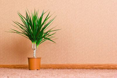 Zdravá izbová rastlina