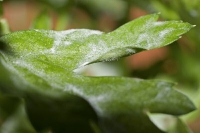A leaf that has been infected with powdery mildew.