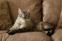 Mengeluarkan urin kucing dari sofa
