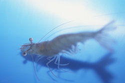 Shrimp can be kept in a well-planted aquarium.