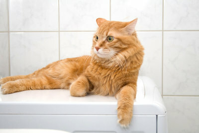 Părul animalelor de companie se blochează adesea în mașina de spălat.