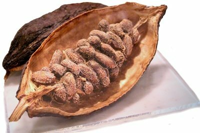 La cabosse avec les fèves de cacao.