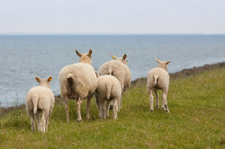 Ovce Timmy sú vtipné baránky a dá sa s nimi ľahko pohrávať.