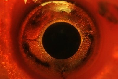 Biocamera con uno strato fotosensibile: l'occhio