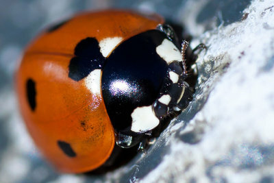 Ladybug - giliai miegodamas visą žiemą