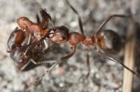 How heavy is a wood ant?