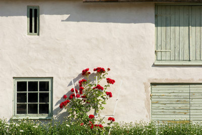 バラの木は家の壁で保護されています。