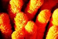 Țesătură de tapițerie din microfibră: avantajele și dezavantajele mobilierului din microfibră