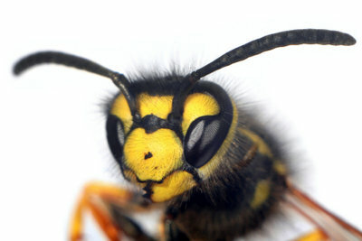 O înțepătură de viespe pe limbă poate pune viața în pericol pentru persoanele care suferă de alergii. 