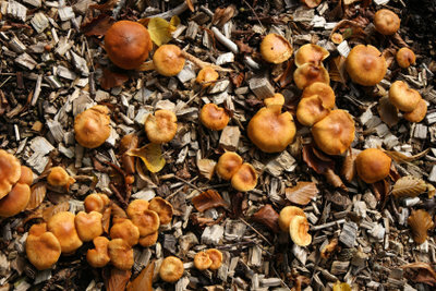 Bruine paddenstoelen kunnen koppig zijn.