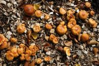 Коричневые грибы на лужайке