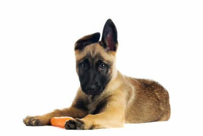 Cenouras frescas fornecem vitaminas ao cão e podem ser oferecidas como um lanche.
