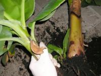 Banana tree: properly care for offshoots