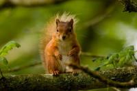 Ciupercile otrăvitoare pot dăuna veverițelor?
