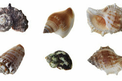 As conchas dos caracóis são itens de coleção cobiçados.