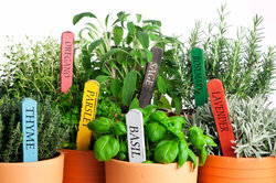 Herbs belong in the healthy garden.