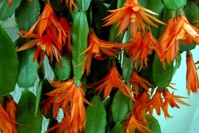 The Easter cactus and the Christmas cactus are very easy to care for plants.