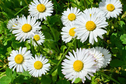 A chamomile conditioner is good for an oily scalp.