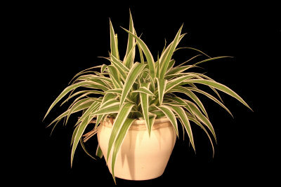 Indoor plants naturally humidify the air.