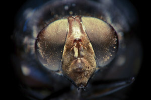 Ochiul compus este tipul de ochi al multor insecte.