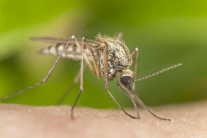 Всеки живот си заслужава да бъде запазен за Швейцер - включително и този на комара.