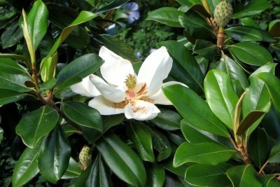 L'alloro ciliegio sempreverde è anche molto popolare come pianta in vaso.