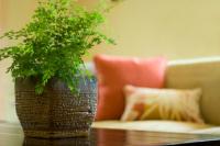 Use plants for a good indoor climate?