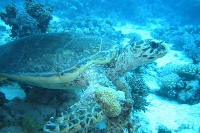 Niestety w filmie Nurkowie widzicie tylko żółwie morskie.