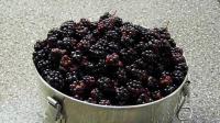 VIDEO: Make blackberry jam yourself