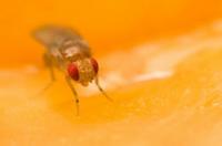 Από πού προέρχονται οι μύγες φρούτων;
