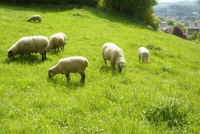 Les moutons sont relativement faciles à attraper.
