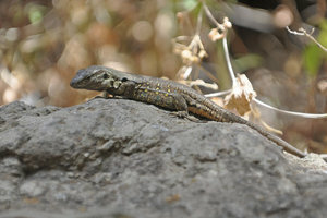 Typical lizard with four legs and a long tail
