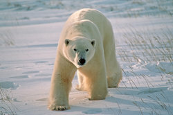 Ľadové medvede sú samotári.