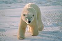 How old do polar bears get on average?