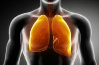 Hvor store er lungerne?