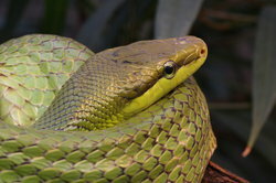 Snakes are reptiles and can move quickly.