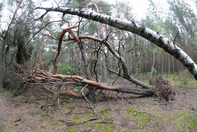 Wind force 10 also uproots trees.