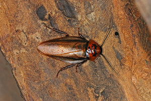 Some species of cockroach can fly. 