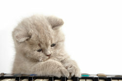 The cat appears on Skype with the key combination " cat".