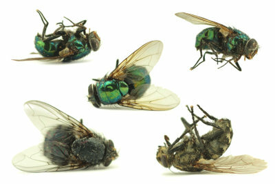 Basit ev ilaçları apartmanda sineklere karşı yardımcı olabilir.