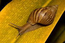 Flora and fauna united - a snail on a leaf
