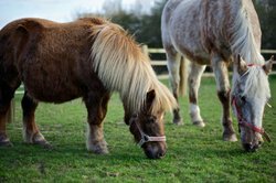The mini Shetland pony needs lower fences than other horse breeds.